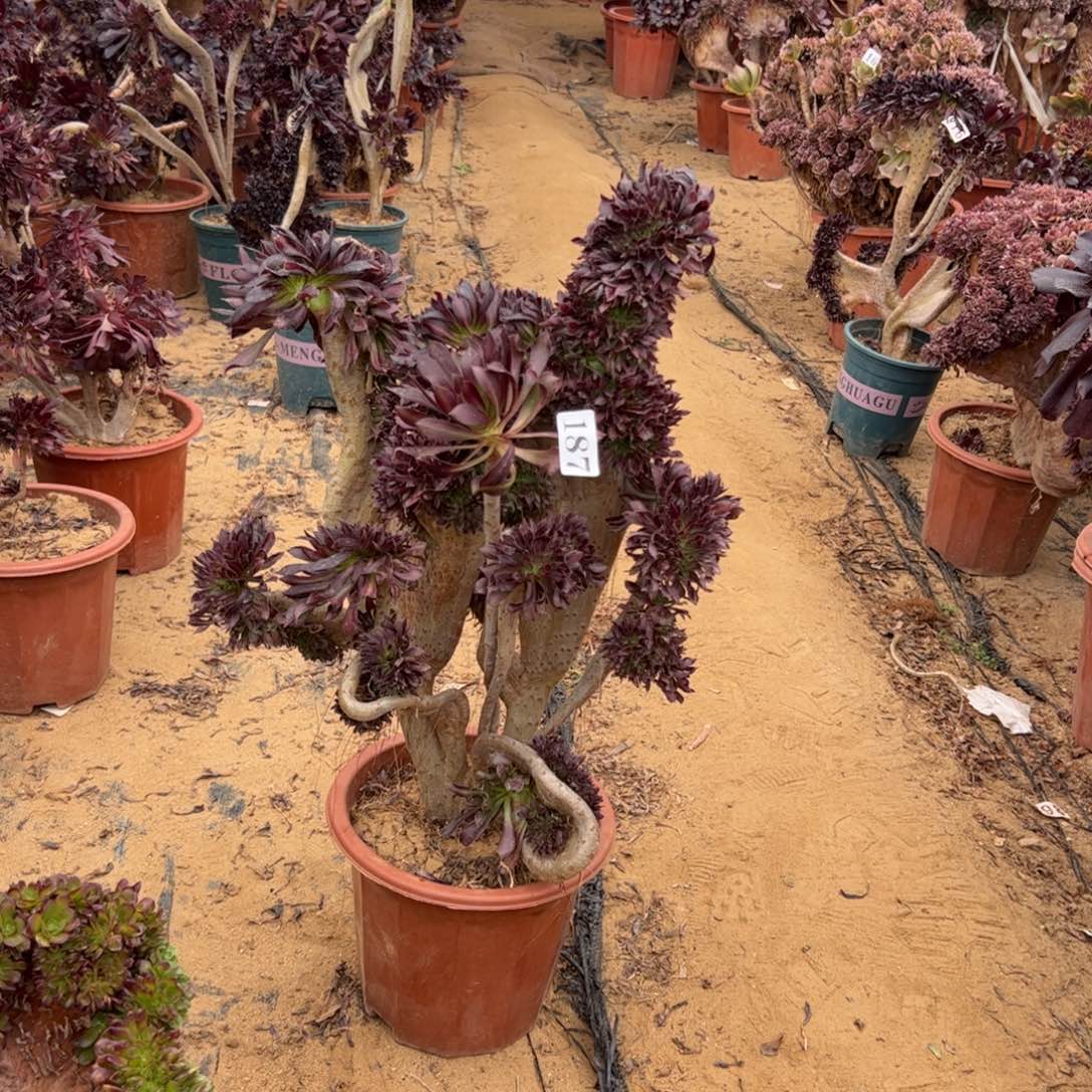 有伤黑缀187高45