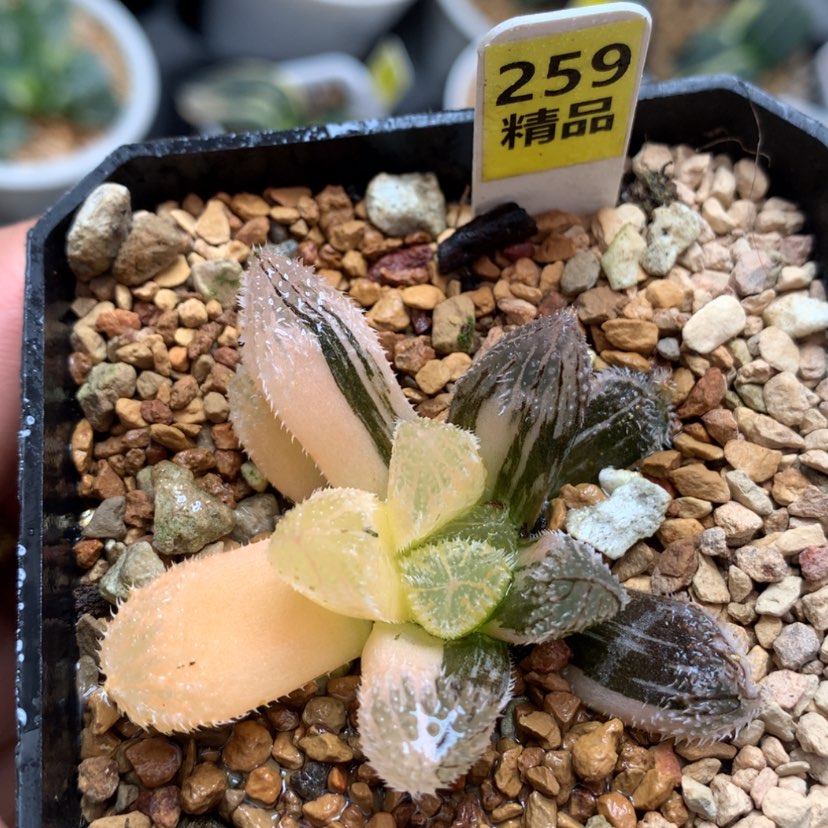 【闪购商品】259狼蛛