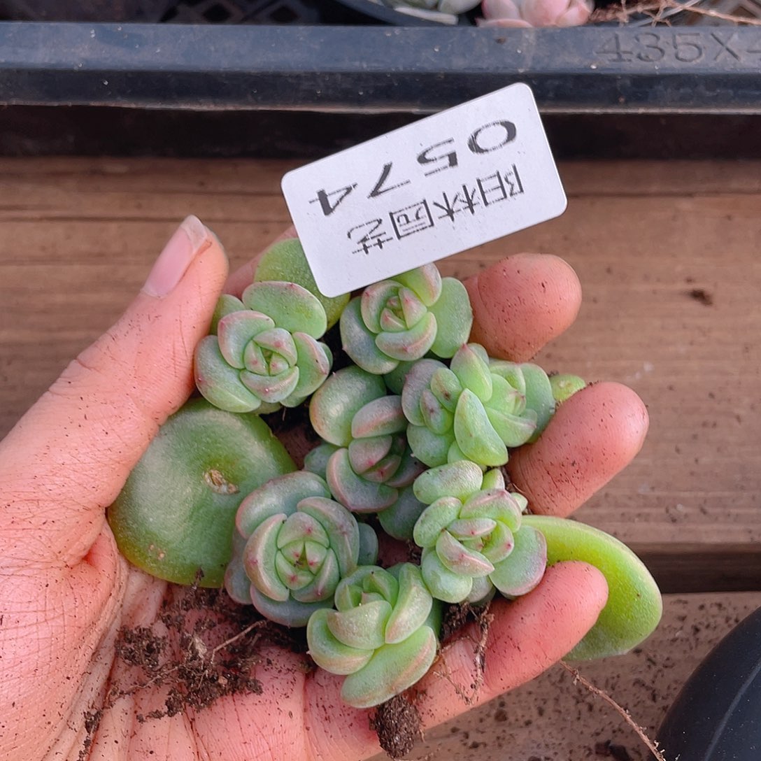 小***‍多肉植物多肉植物574