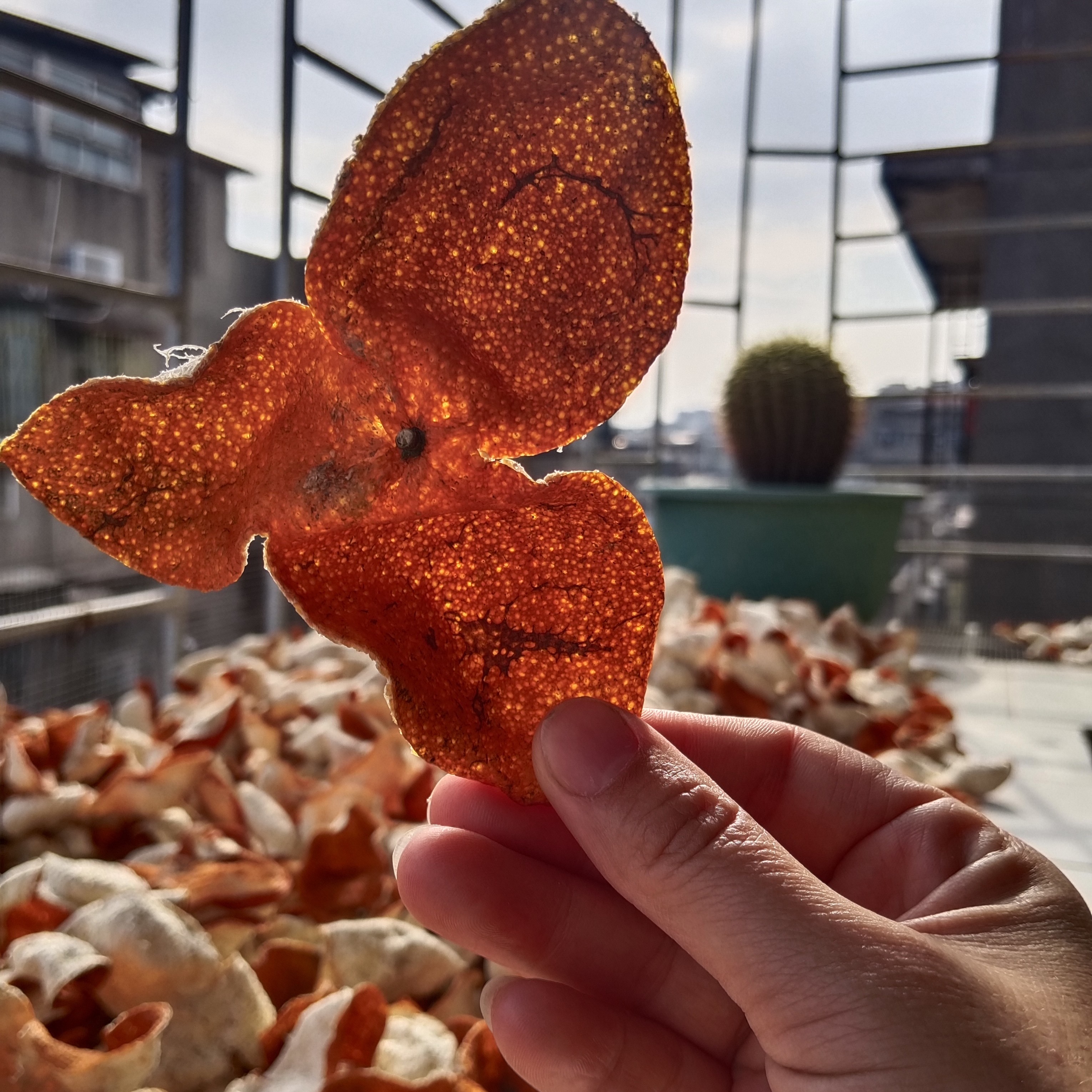 （原枝）天马冬后大红皮（中果）自家晒皮农家皮