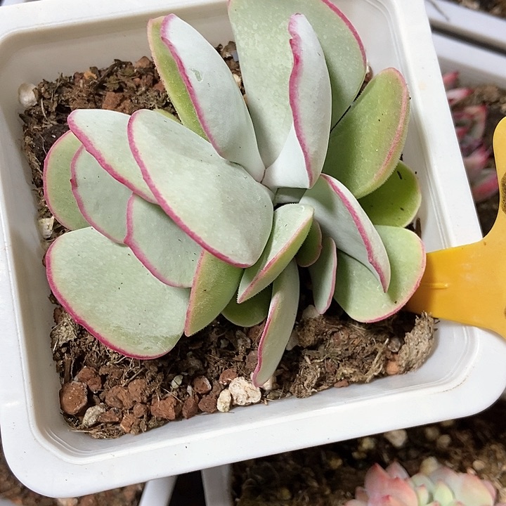 多肉植物白眉群6141