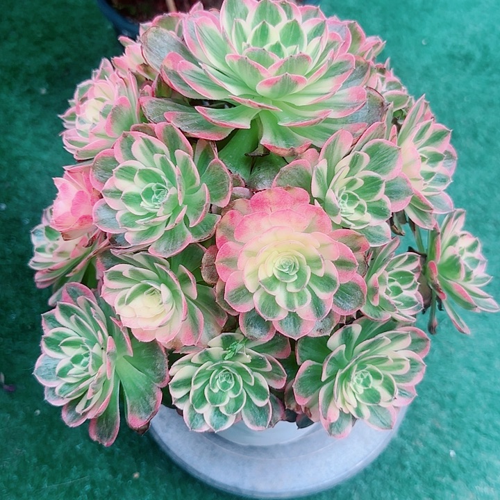 法师好看也好养粉体海王