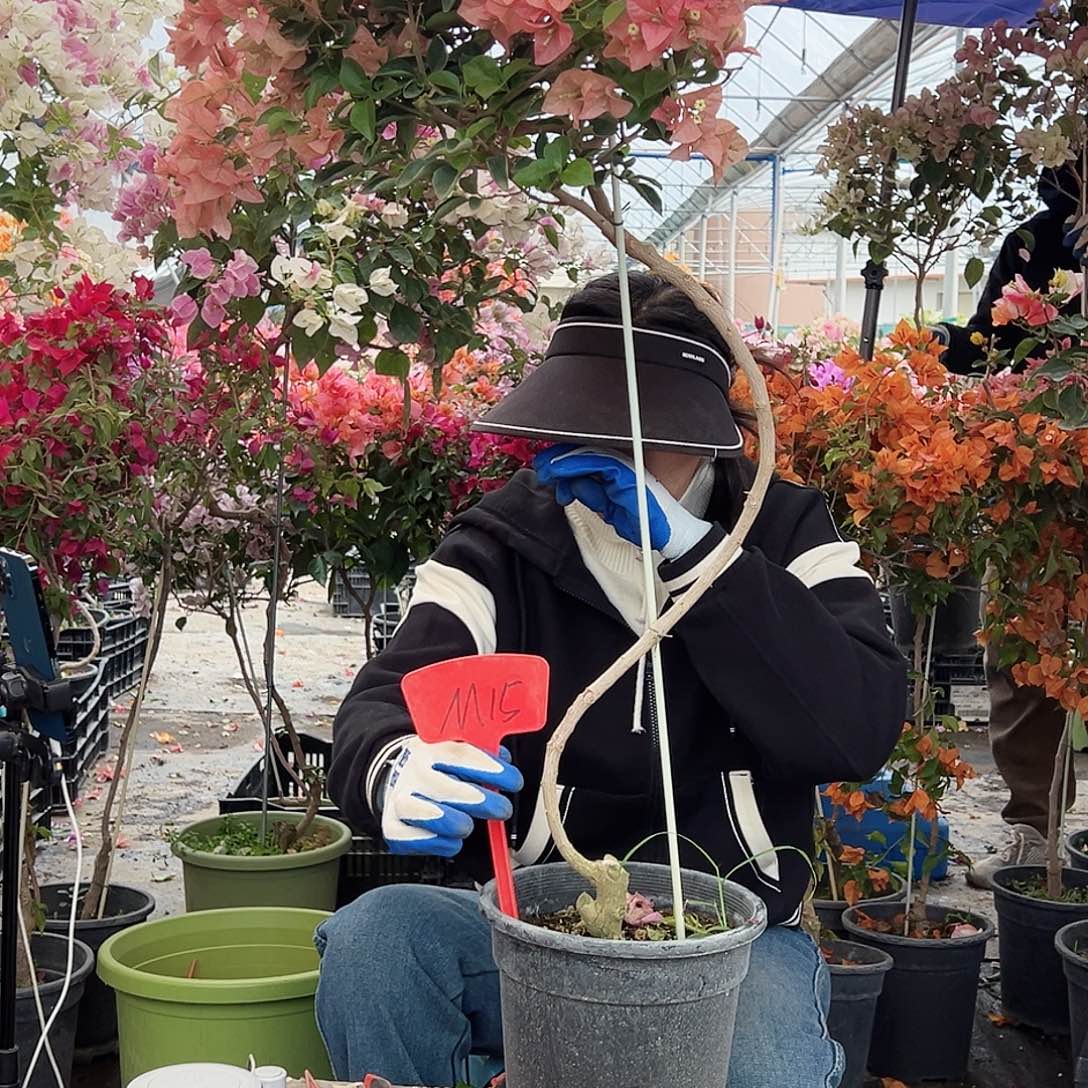 安***娜大部分花苞少量开放M15所罗门