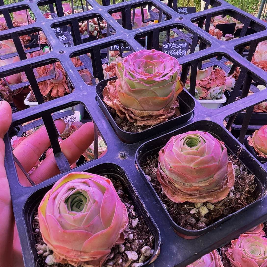 三棵 非偏远包邮 多肉