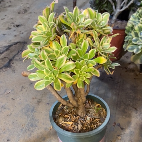 艳日伞有断枝19多肉植物法师