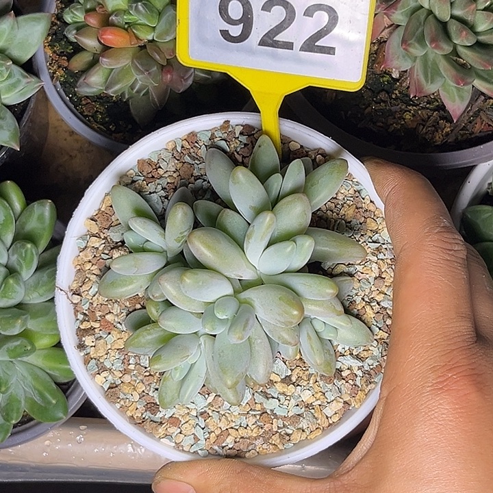 多肉植物白兰地922