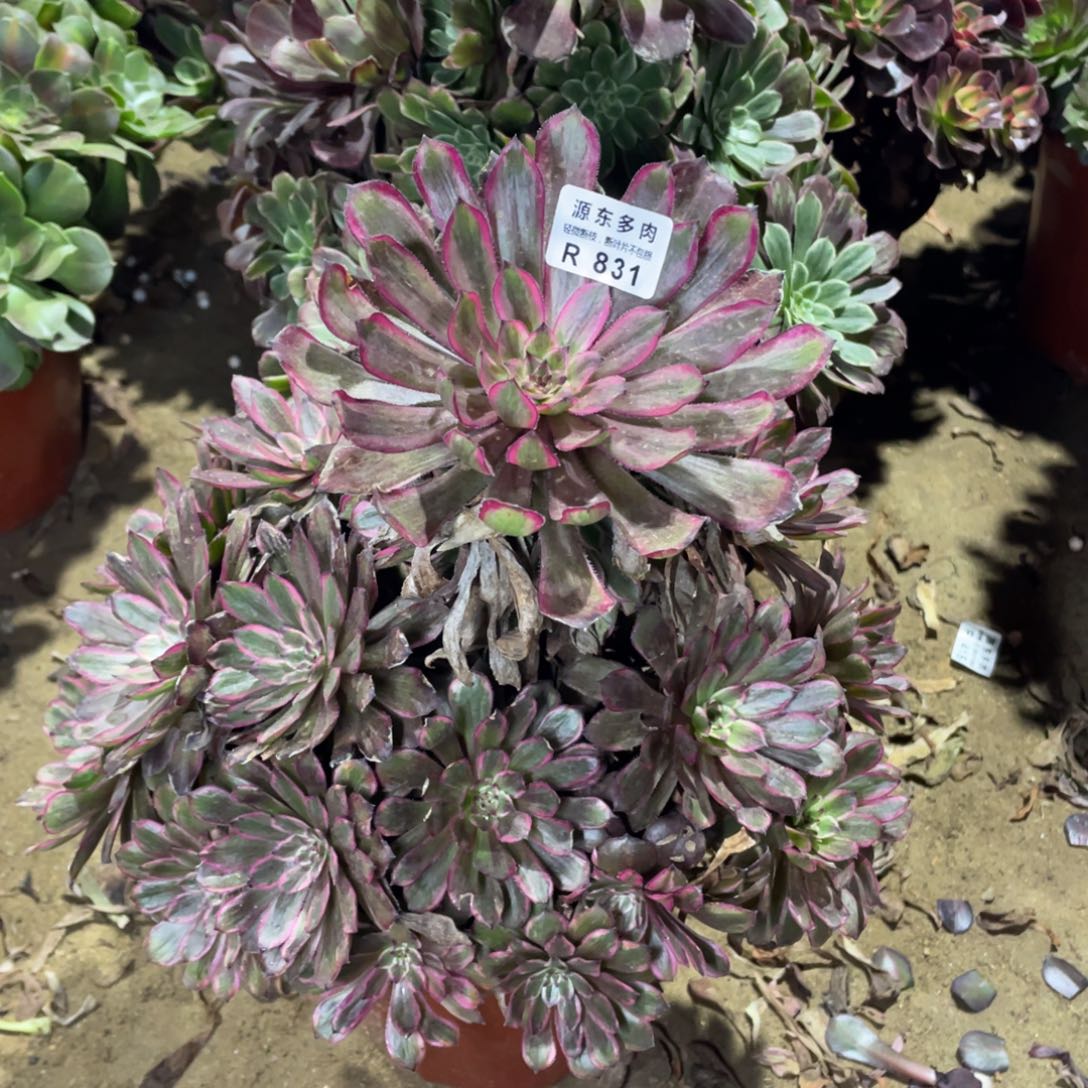 831紫霞多肉法师断枝不包