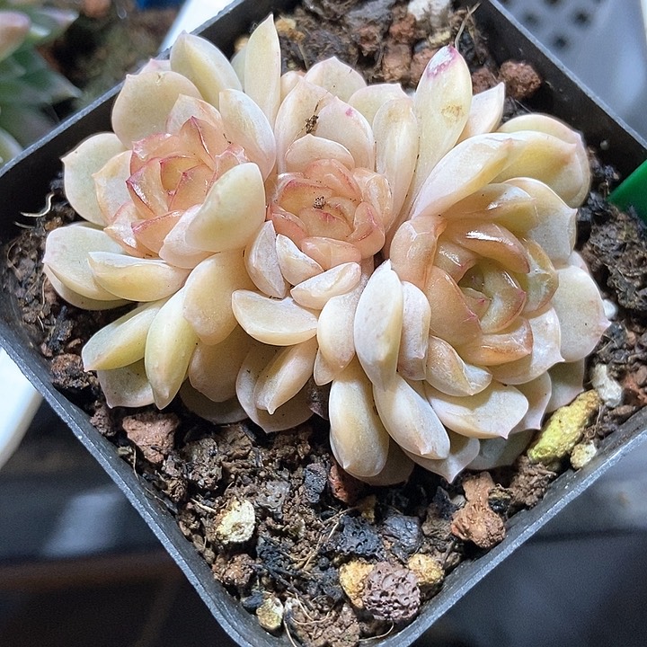 多肉植物融晶75多肉