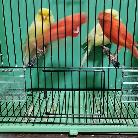 上***水虎皮鹦鹉红袍一对