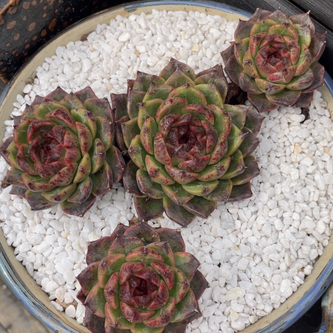 多肉植物盆栽多肉