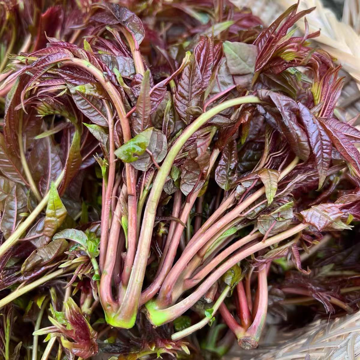 次日达 顺丰包邮送货上门 山东头茬香椿芽 现摘现发 1斤2斤装