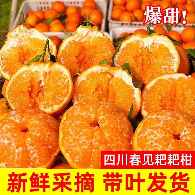 正宗四川耙耙柑春见【带叶发货才新鲜】新鲜水果粑粑柑桔子