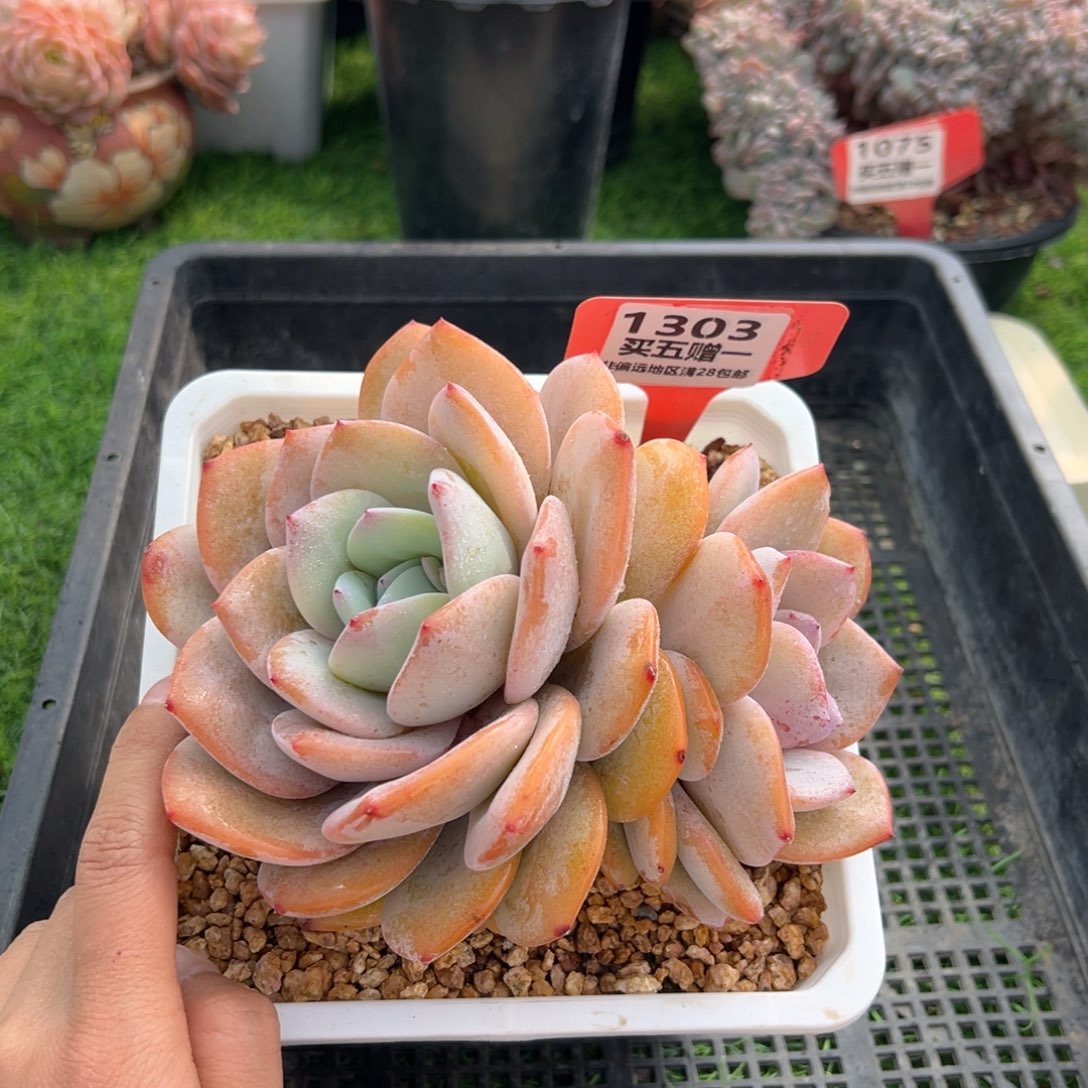 表妹精品多肉1303.