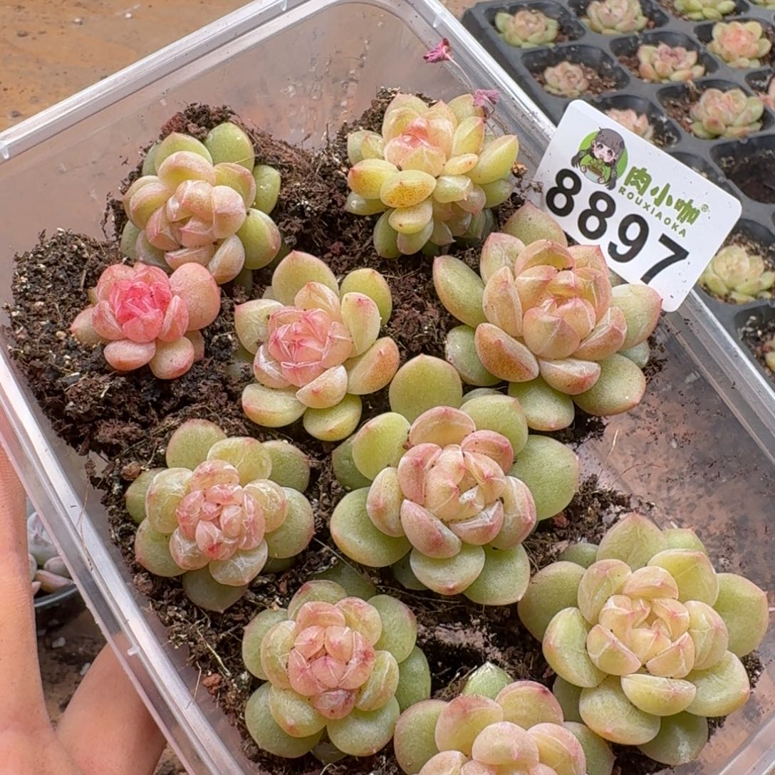 泡***x多肉植物多肉植物