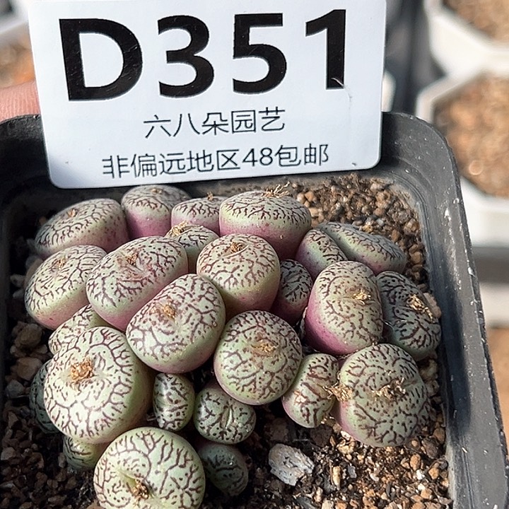 26头枝纹墨小锥11111多肉