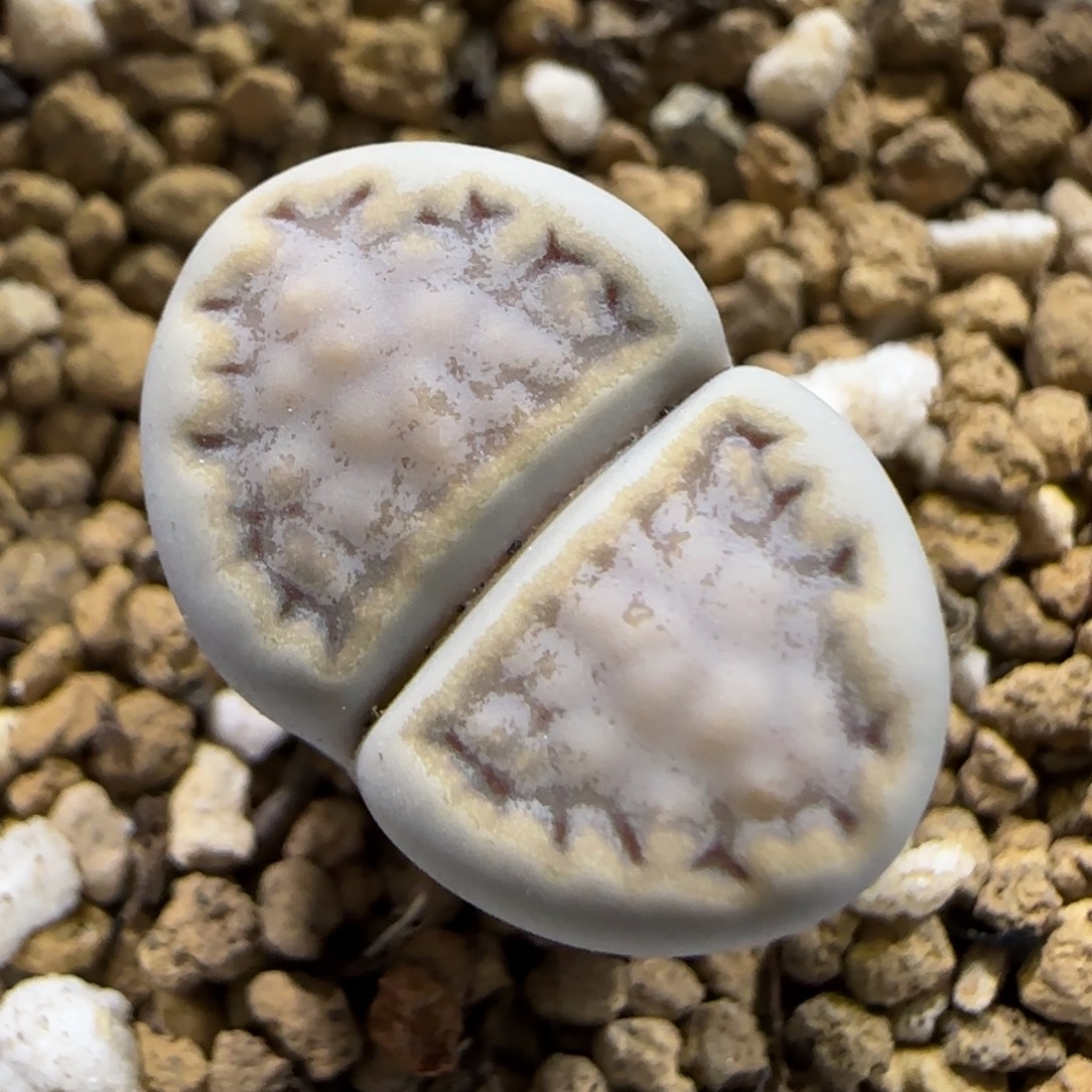 11.30。糖霜饼干福利  5006