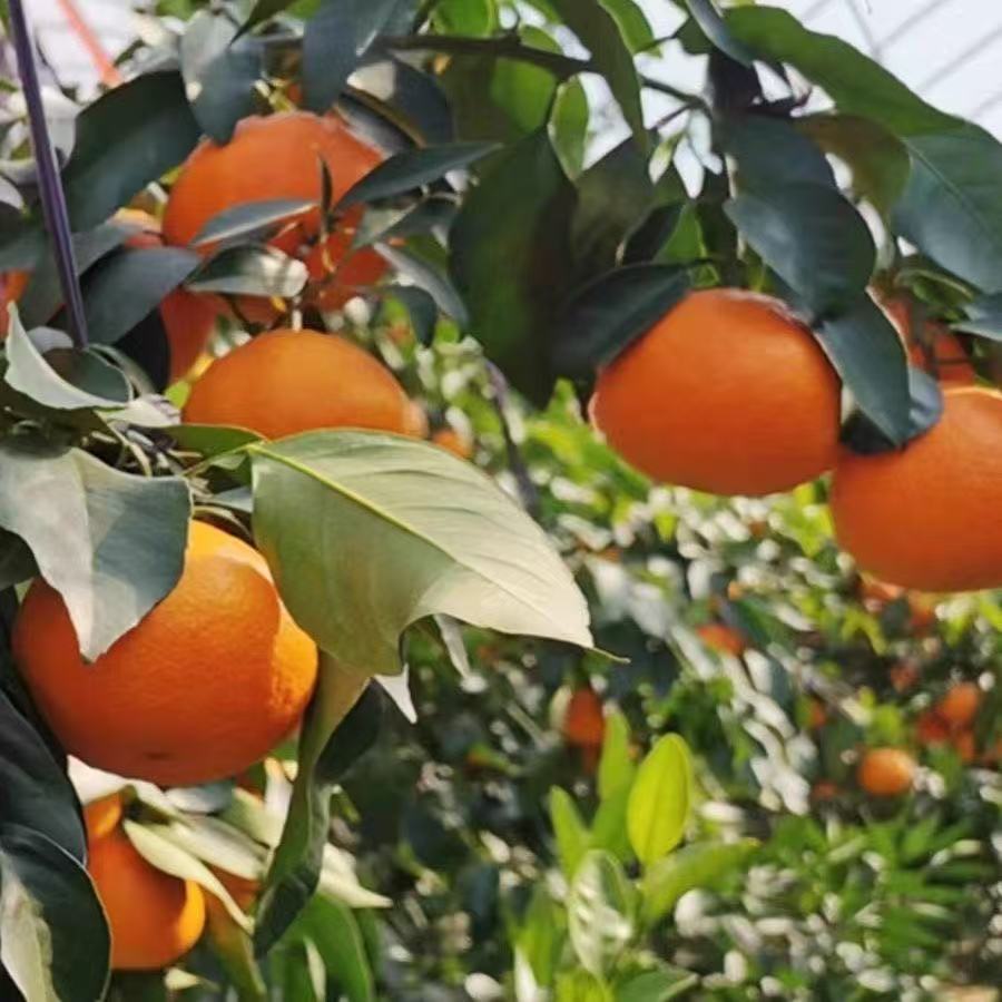 【爱媛/果冻澄】红美人新品种耐寒耐热盆栽地栽南北种植花园种苗