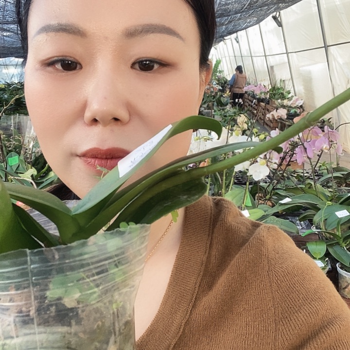无花朵紫水晶蝴蝶兰