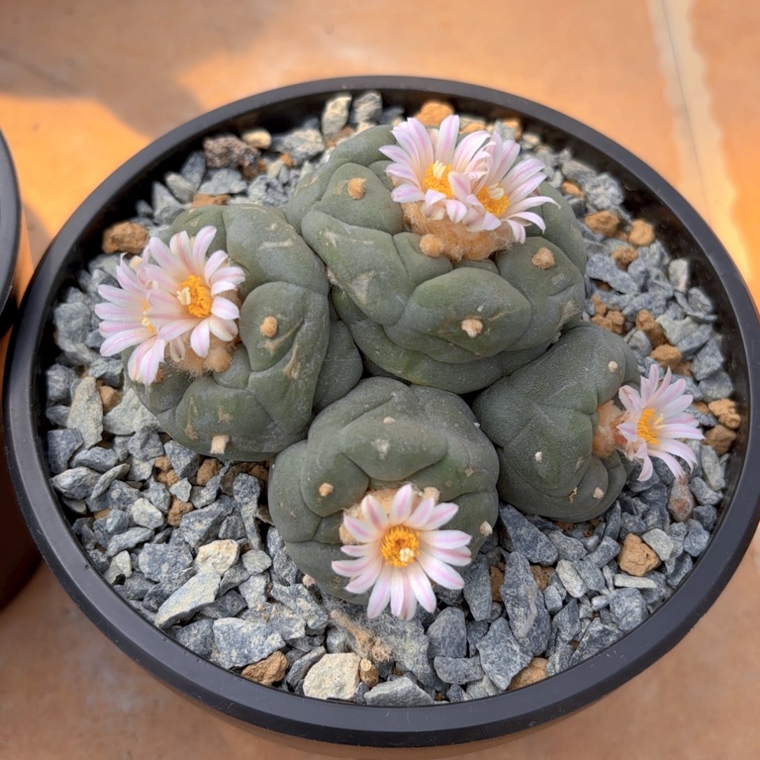 多头G g g g g g g