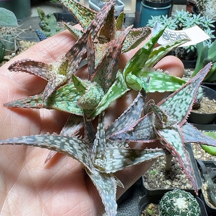 850一手芦荟6个一份脱土发货