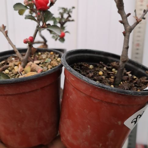 大部分花苞少量开放八重咲长寿梅