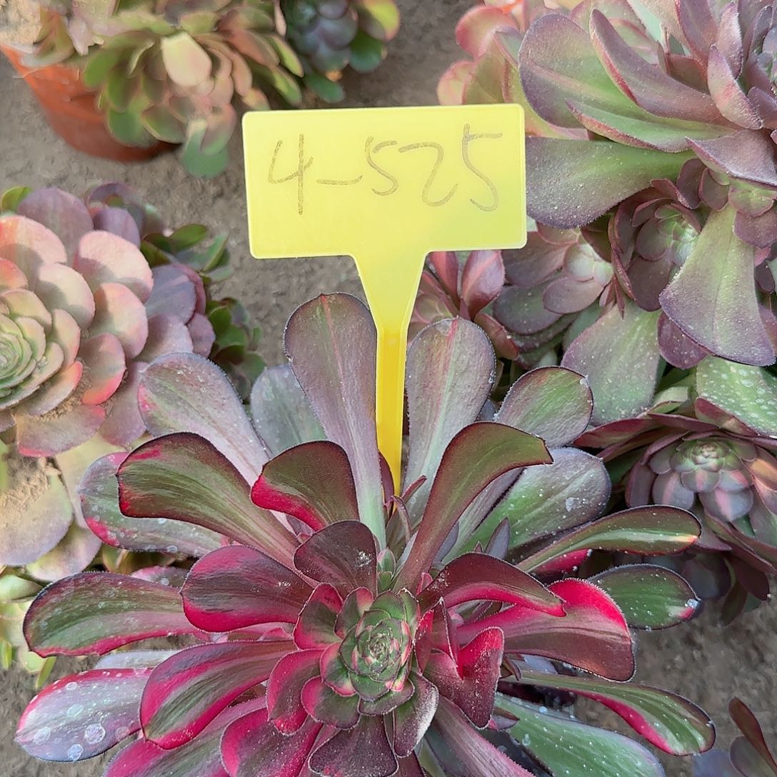 4-525--花蝴蝶多肉