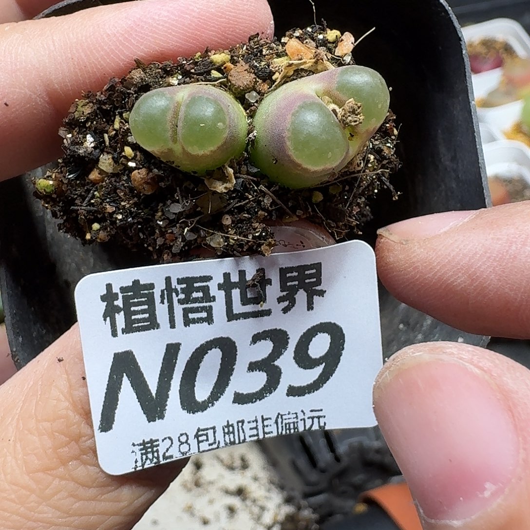 多肉植物润泽法国hm