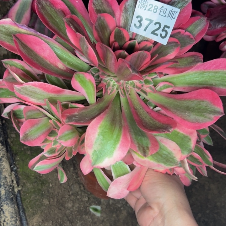 3725南女郎多肉植物