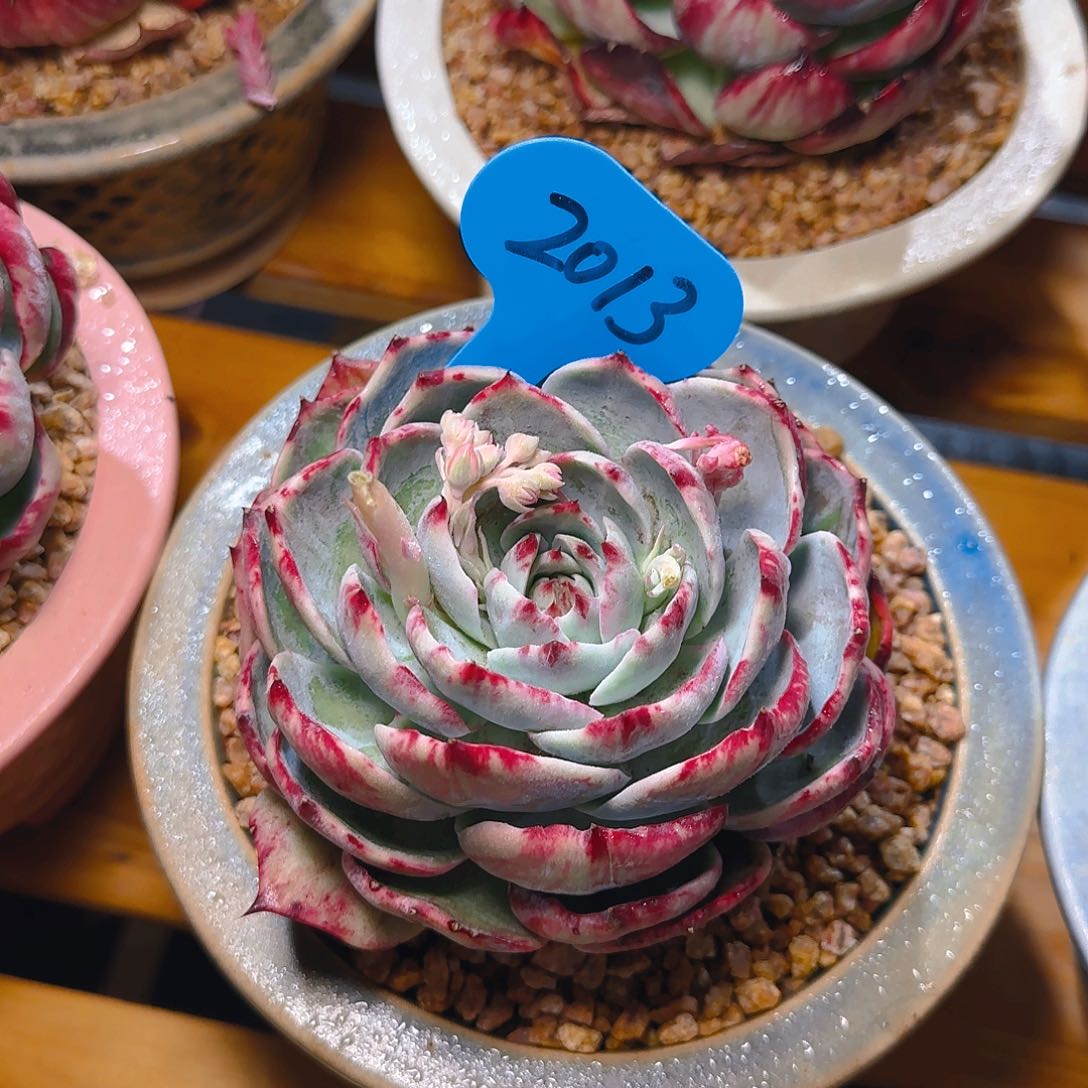 惊鸿仙子一物一拍2013号