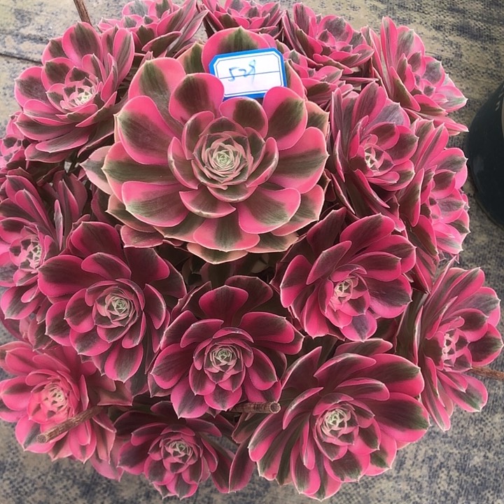 529粉女巫多肉法师