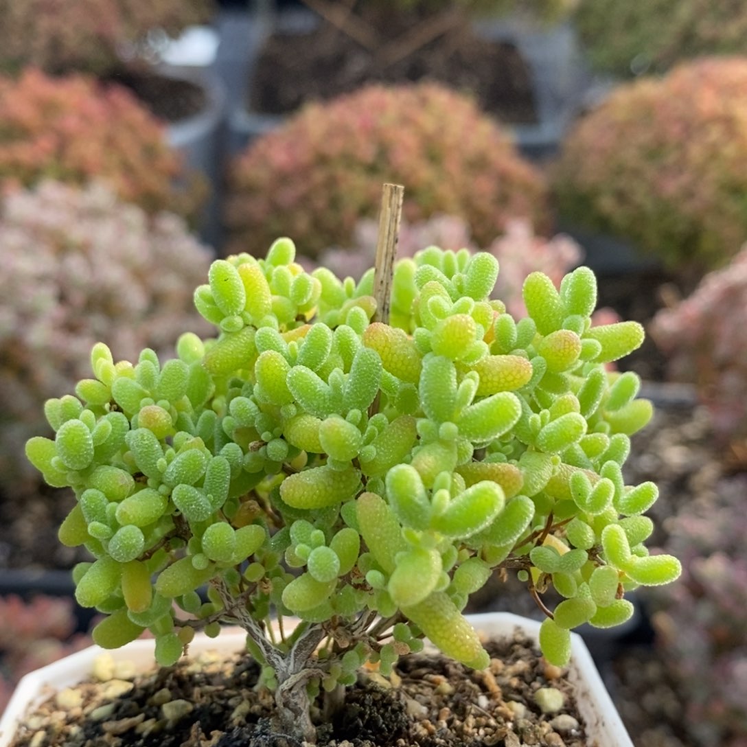 蜜橘糖球5455枝干番杏