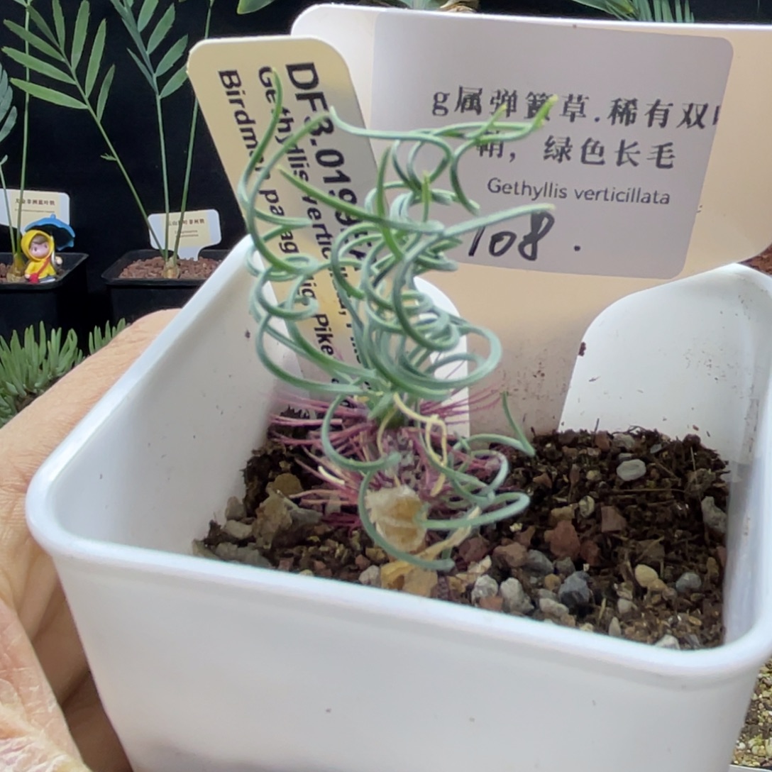紫色长毛弹簧草带盆发货