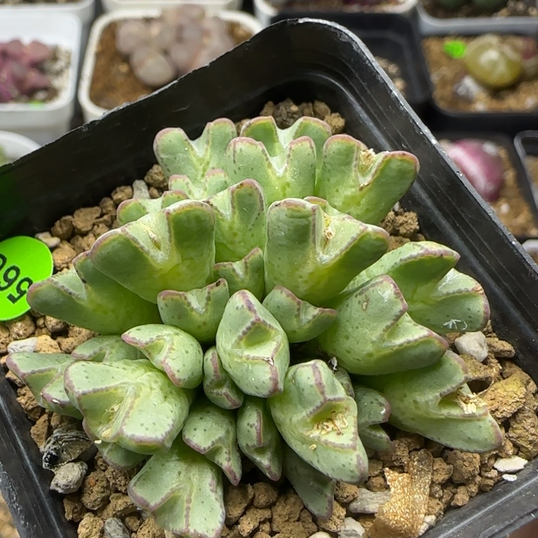 cr1457猪蹄群32头566