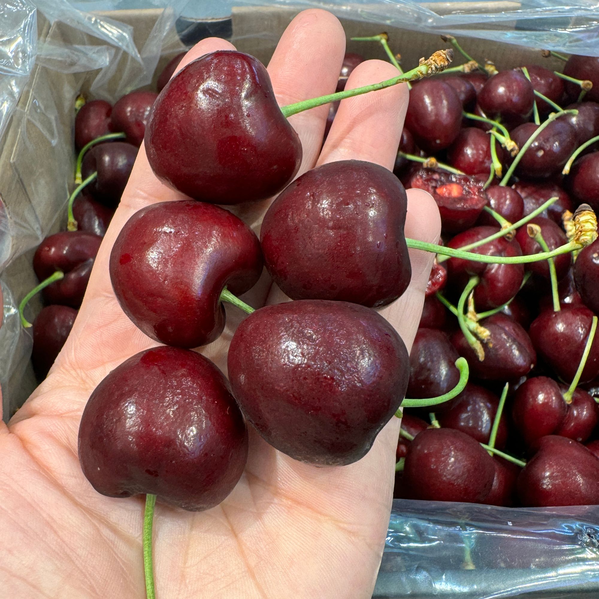 【4J】斯基纳车厘子原件5斤礼盒装