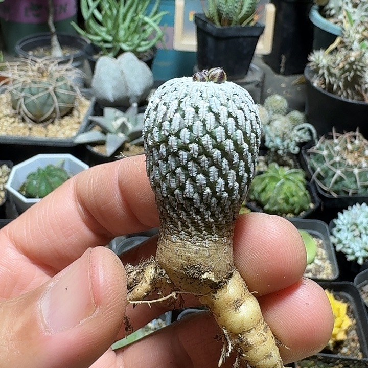 244精巧殿自根脱土发货