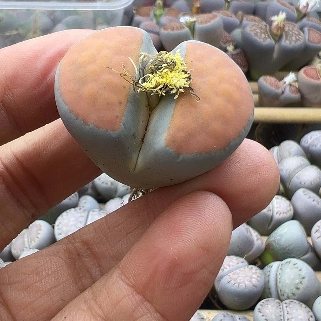 1985 生石花清货福利炸