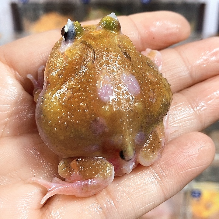 角蛙690号福利双基因变异角蛙