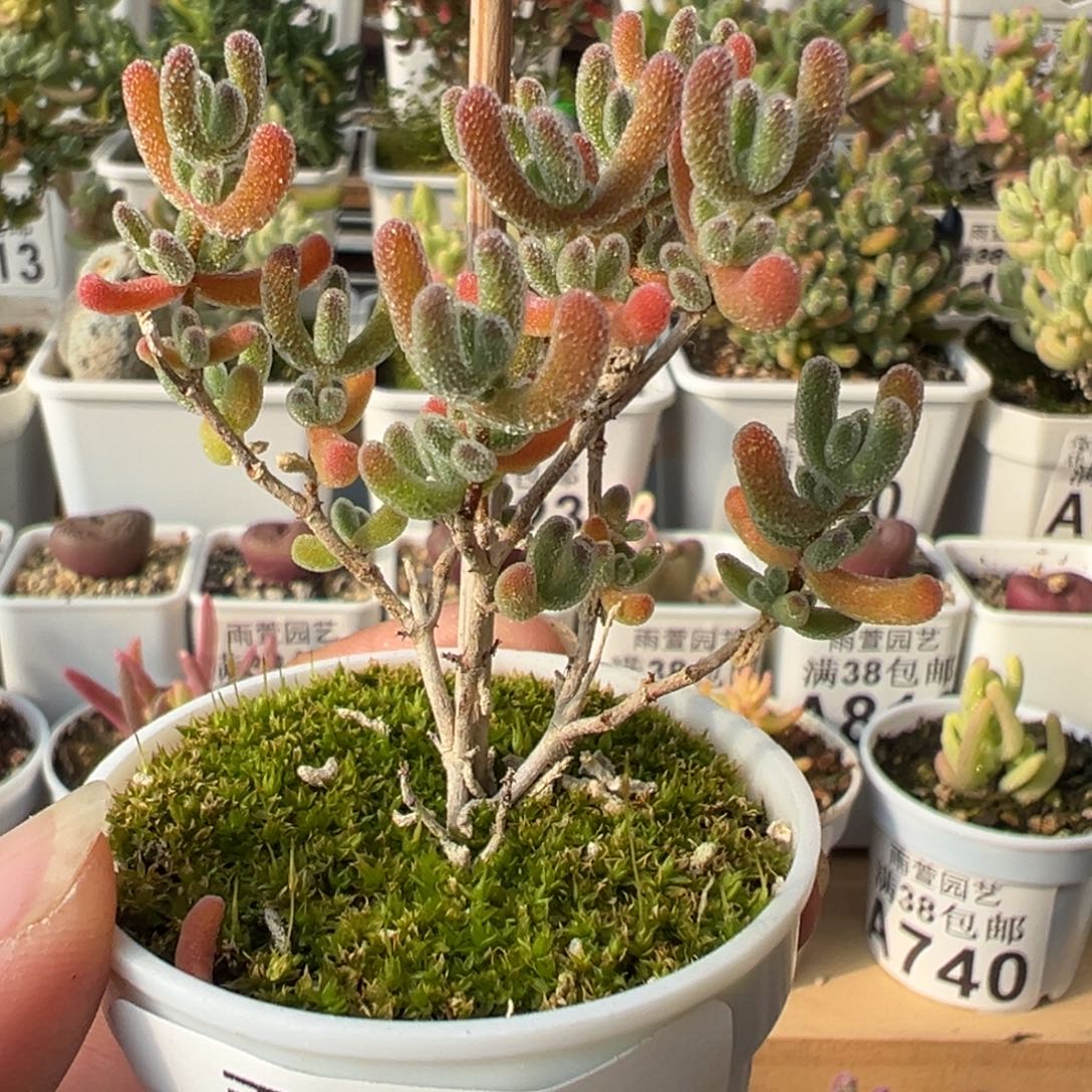 30-823枝干番杏多肉奶油冰红体选拔