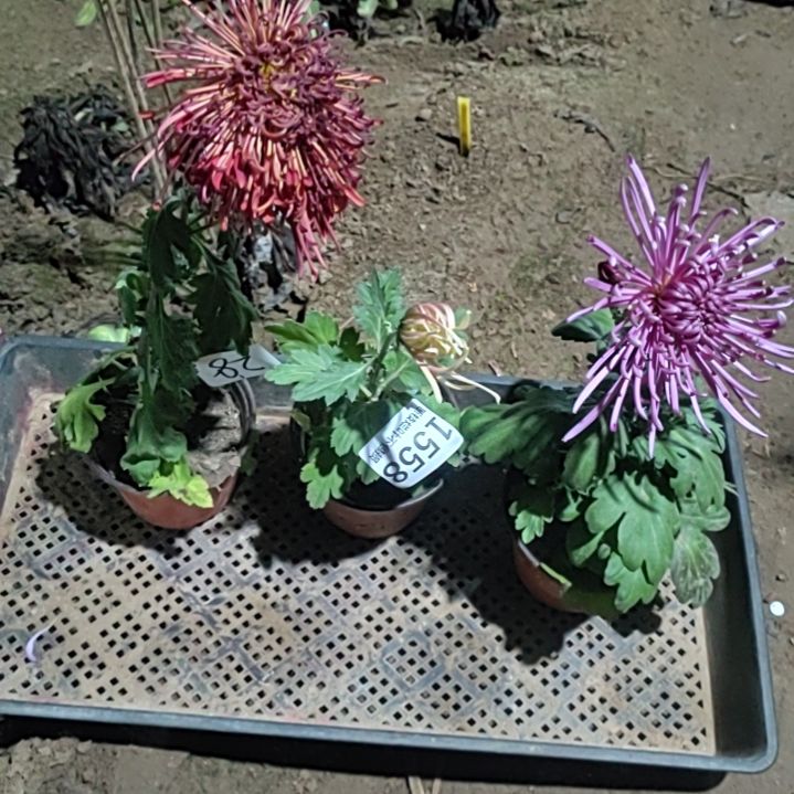 完全开放土球发货老根无售后一物一拍1558