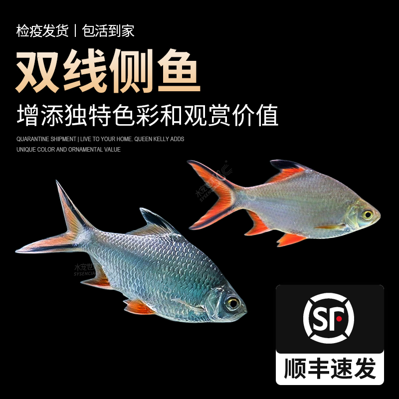 侧鱼热带观赏鱼金凤好养耐活活体泰国鲫中大型包邮青竹红彩虹双线