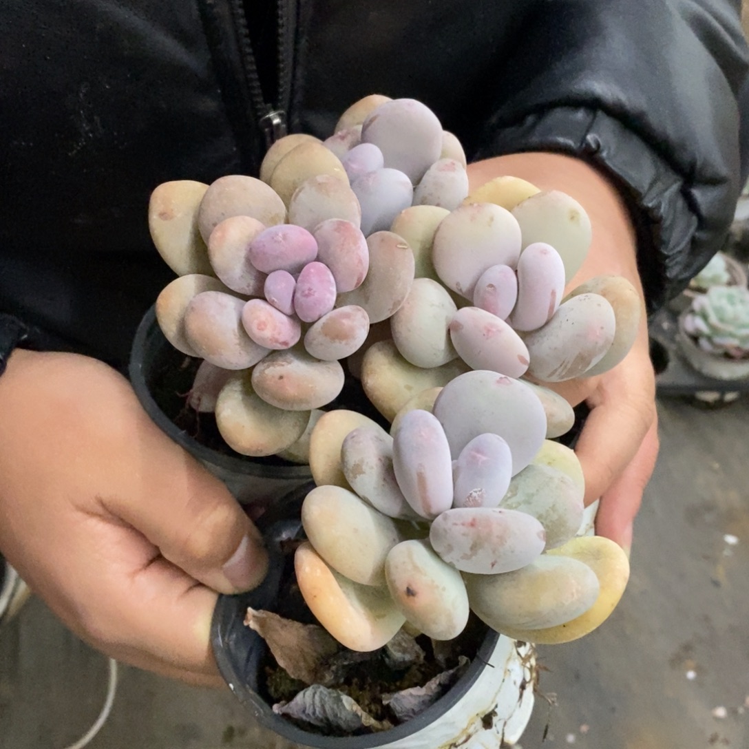 橙雪球单头小老桩四盆