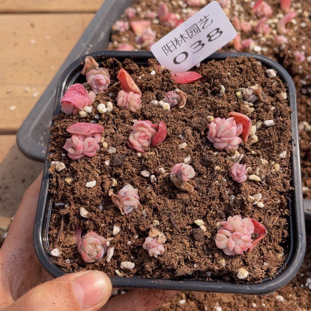 多肉植物多肉植物38