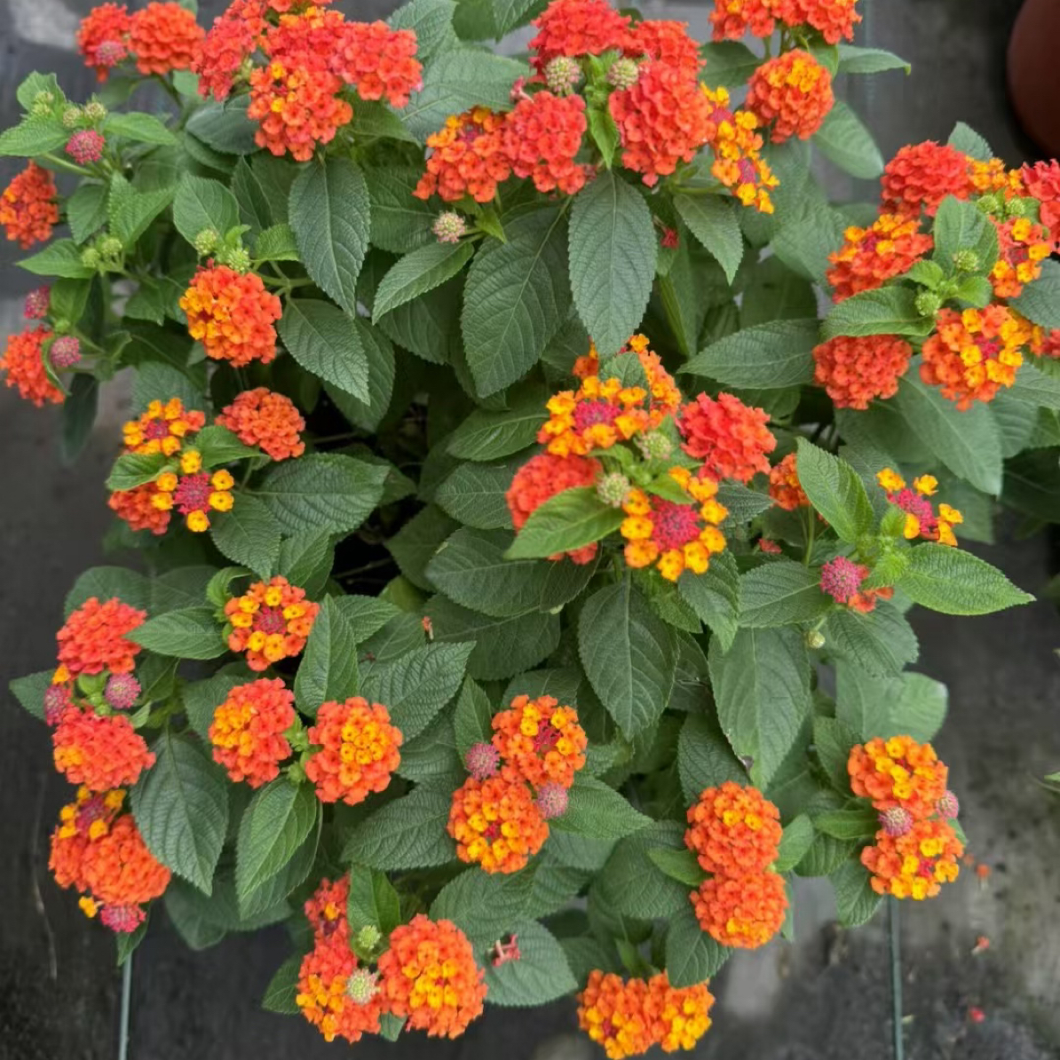 五色梅盆栽带花苞四季开花耐热晒好养室内外花卉绿植