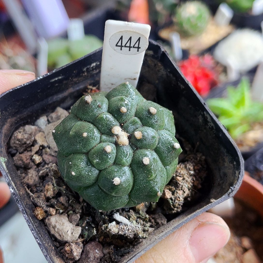 非偏远地区满25包邮仙人球