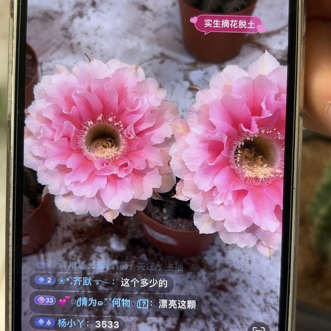 彩草青青珊瑚7.5公分左右