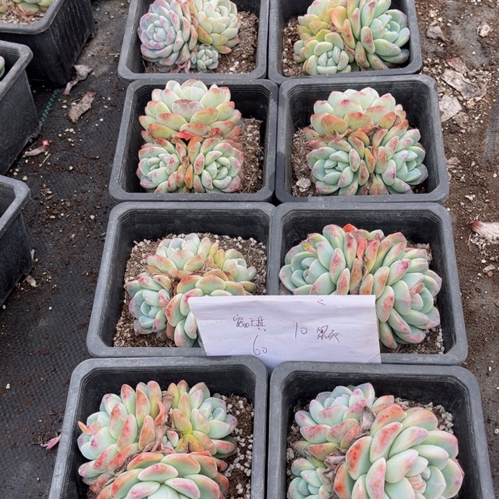 安**冰玉10颗120方盆