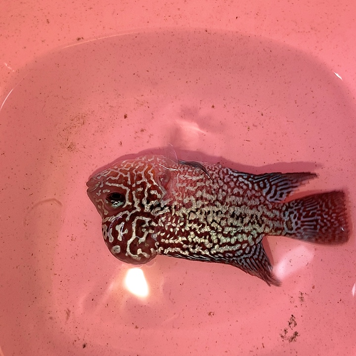 默***服罗汉鱼珍珠88888888888