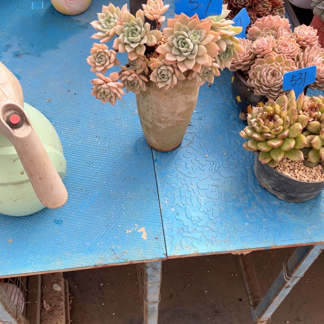 我**鱼0057范女王多肉