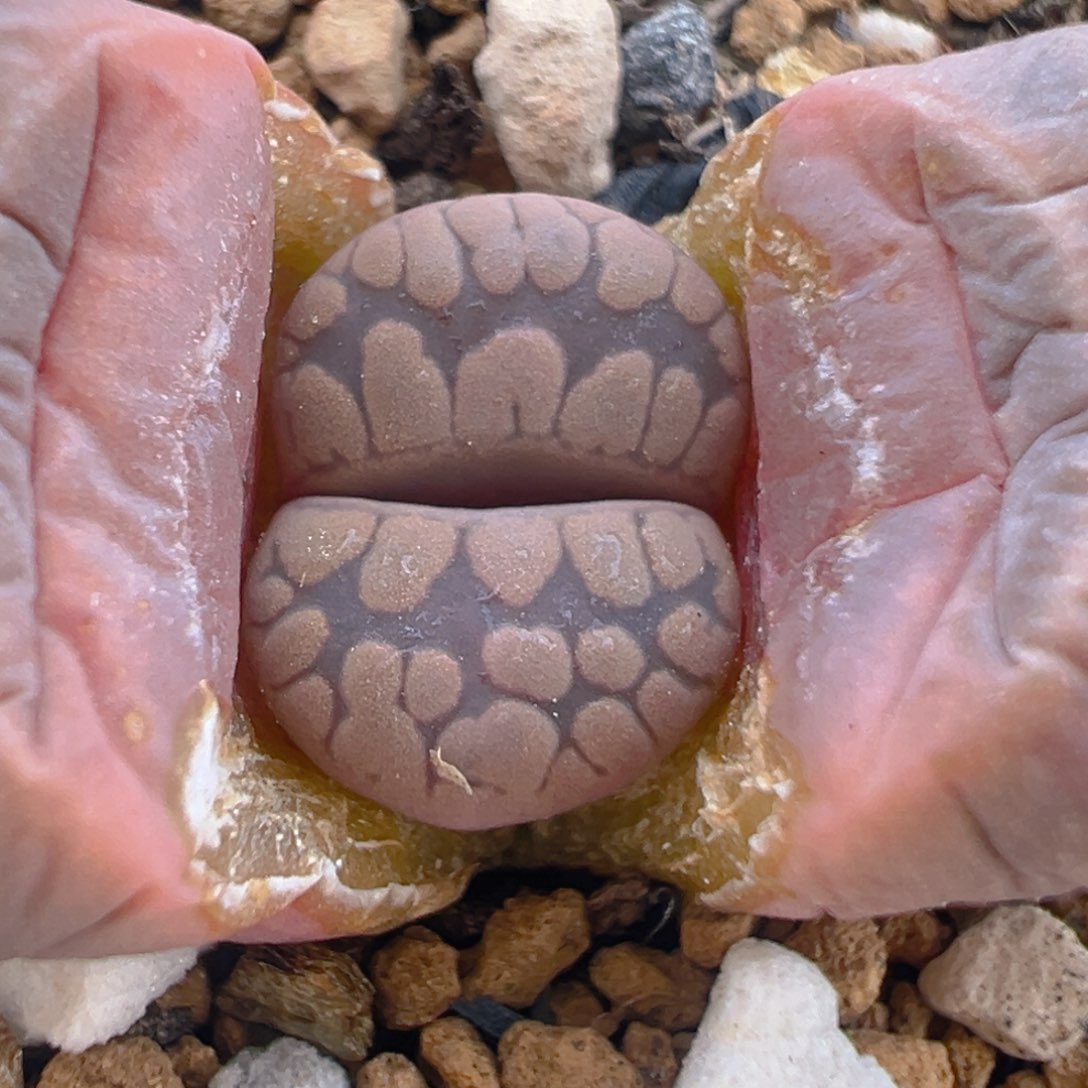 70多肉植物百科知识