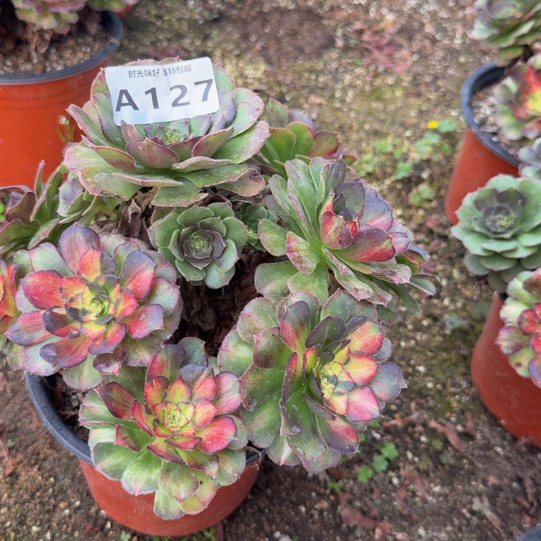 127海王七彩。多肉植物的